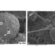 Illustration for article titled Scientists Claim Meteorite Fragments Contain Alien Biological Fossils (They Dont)
